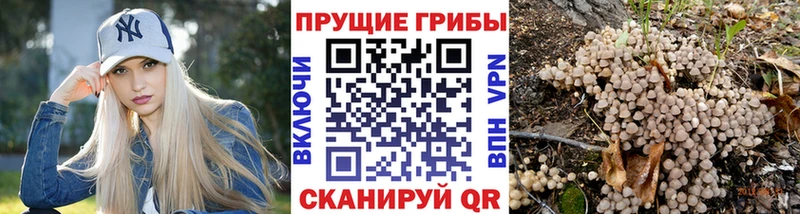 сколько стоит  Октябрьский  Галлюциногенные грибы Psilocybe 